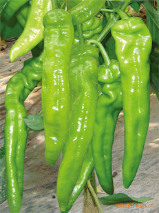 ţǽ-ֱ
