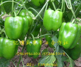 8-9дֲཷ3ٹƷ