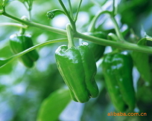 pepper