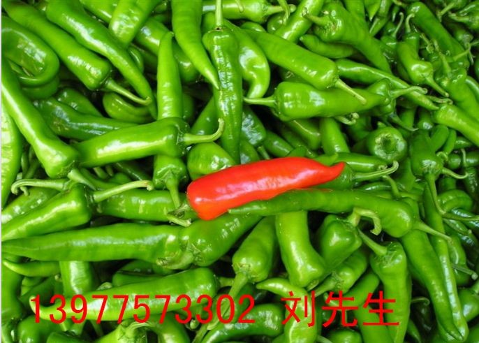 Ӧ2ż⽷
