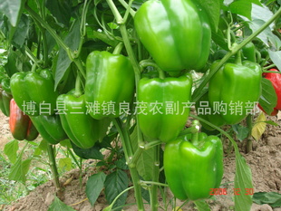 ཷ޹ཷཷĹͼ