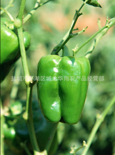 ֱཷ