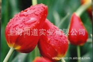 ڱP6ȫLEDʾǴ˼۸ϺLEDLEDʾ