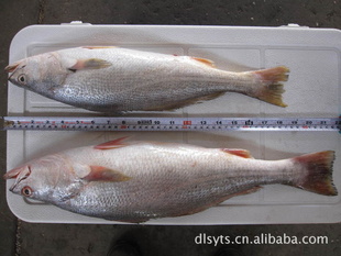 ۶Ʒֶ䶳ƹyellowcroaker