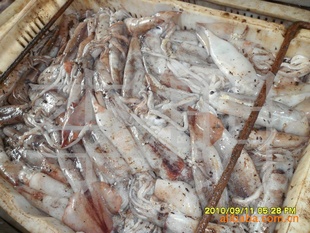 海鲜冷冻水产品批发黄海野生鱿鱼