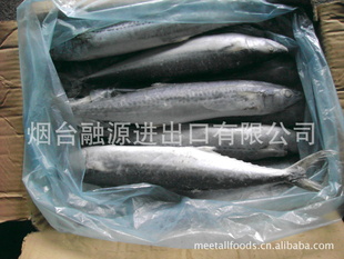 㣬,spanishmackerel