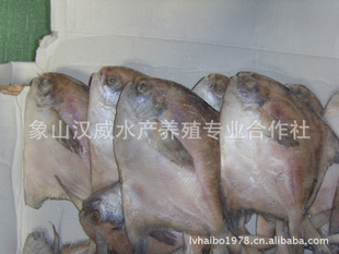 䶳ʶ䶳