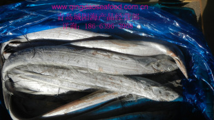 冷冻带鱼/鱼青岛特产现货批发350/400g