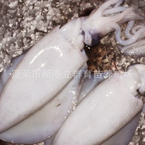䶳㣨300-400g15kg/䣩