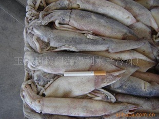 Squid