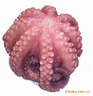 AAצ㾻2-2.5KG/ֻ