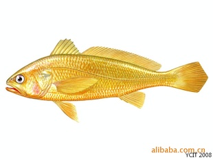 ƻ(frozenyellowcroaker)