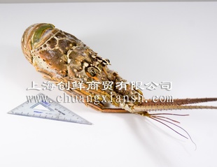 ŰʹϺڻʹϺʶƷ