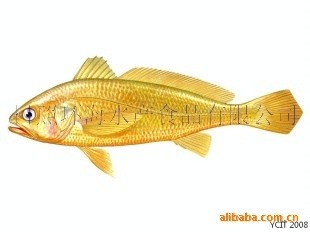 ڵƻ㣨yellowcroaker)