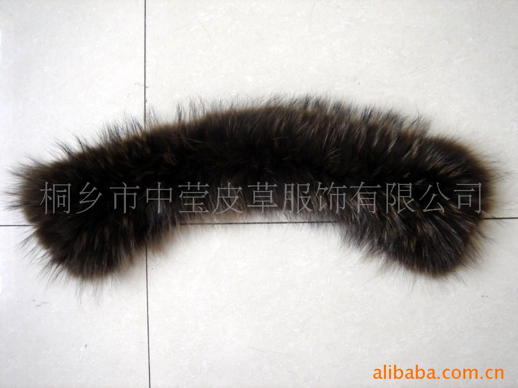 新款貉子领