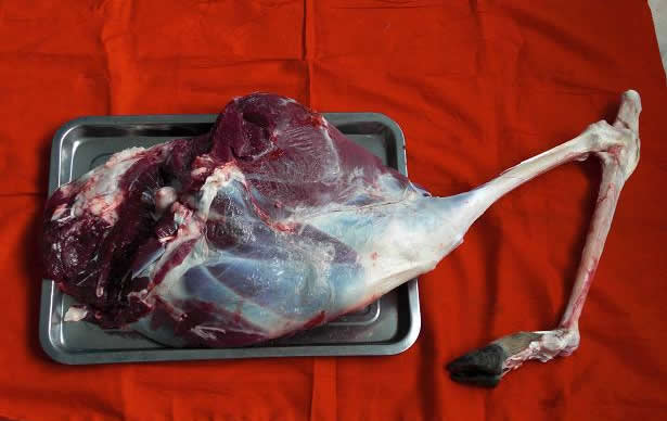 ¹⣬깩Ӧ¹