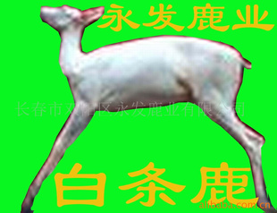 ÷¹