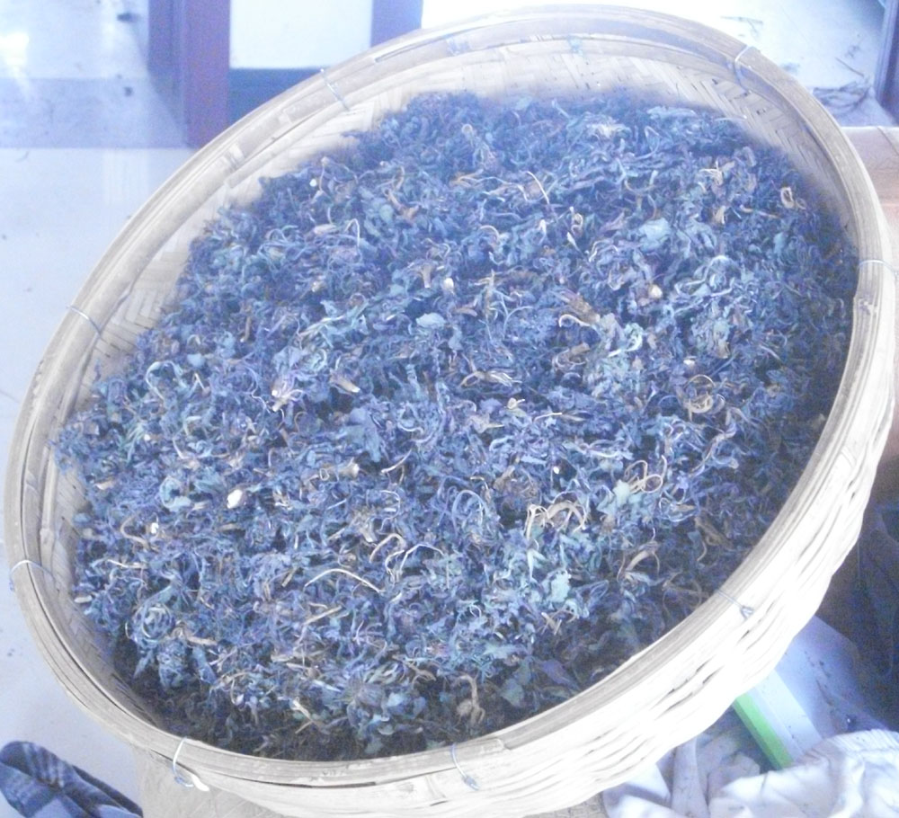 中紫花苦菜吧做法名么视频的副作用