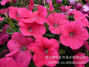 ǣţ“ƽ”ӣǣţ