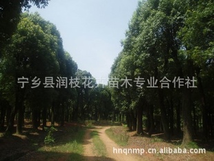صͼи