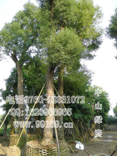 批发樟树(木樟乌樟芳樟树香樟)小苗大树香樟常绿乔木