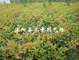 ձ԰----ã橣