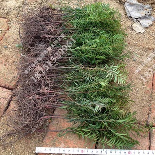 Ϸ춹ɼһ׳춹ɼСʵ20cm