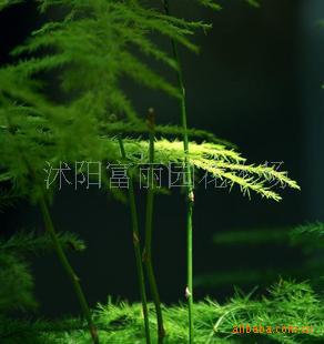 ۵ӣԻ