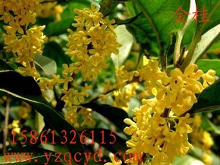 𻨵زɼӡؼ65Ԫ/