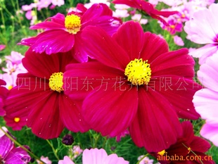 ˹ӣϵУӣ֡Ұ
