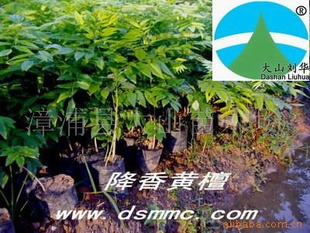 花梨木苗,海南黄花梨,降香黄檀苗,红木苗