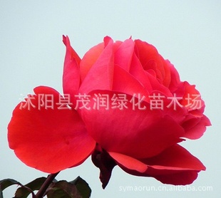 ¼.Ʒ¼*컨¼2Կֻ4.5Ԫ