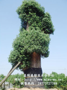 ӦǼ20۸Ǽ30۸