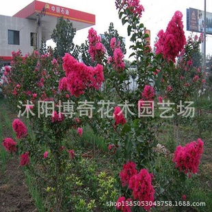ڰպ컨ޱޱޱСޱ