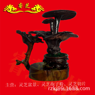 ֥辰֥͹辰