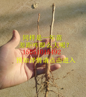 15cm0.3ԪСͥԺֲе̻ľ