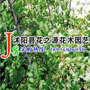 ֱ̼Χǽ״񲻴