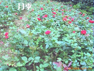 Ứ¼ñ¼ñ¼ر¼̻ľ