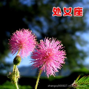 ʮħDIYֲֲװŮ޲DIY