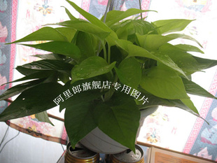 Ҷܻƽ10Ԫ/͹ҹԭ軨