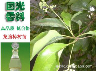 大量易成活龙脑樟树苗含脑量高提炼精油片龙脑樟种植地
