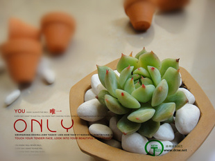 ֲϵи߶˵ٱEcheveria'Tippy'