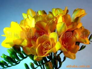 ѩذ꣩졢ơף4-6cm)