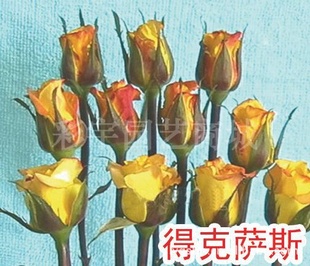 得克萨斯玫瑰花苗,果树,果苗,花卉,花卉苗