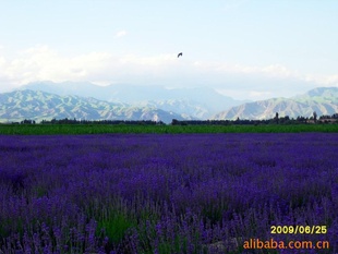 2011޹²