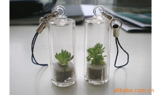 植物手机挂件/随身农场/miniplant/petplant