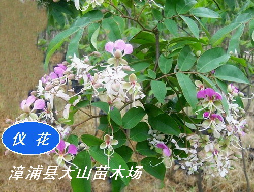 ǻ컨Ʒ̻֣