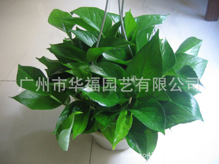 辰5ڹֲҶܵ
