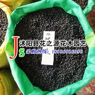 批发种苗种子小叶女贞种子(造型树)