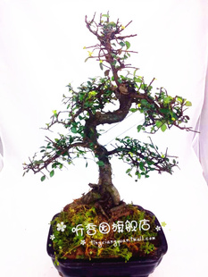 微型榆树盆景树桩盆景实物拍摄榆树小盆景